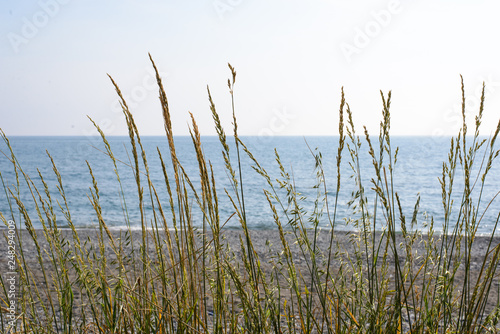 beautiful blades of grass against the blue sea