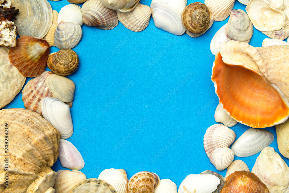 Fototapeta premium Concept of the summer with sea shells on the blue color paper texture background. Template, summer card .The view top. Copy space.