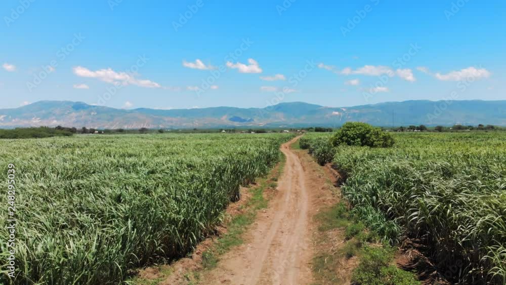 Aerial View Dirt Track Among Sugarcane Fields with Mountains Behind Aerial View Dirt Track Among Sugarcane Fields with Mountains Behind