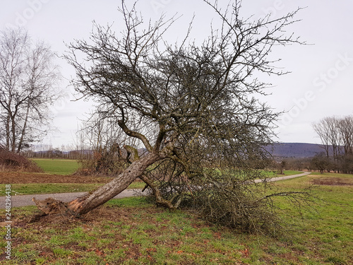 Vom Sturm entwurzelter Apfelbaum