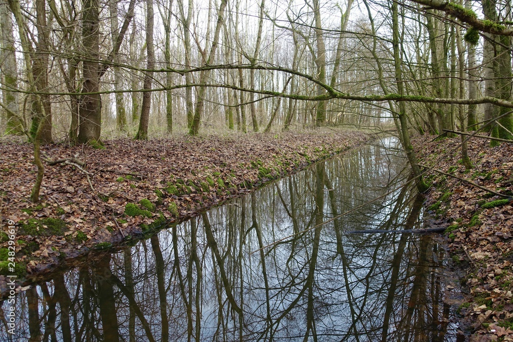 Dutch forest reflection