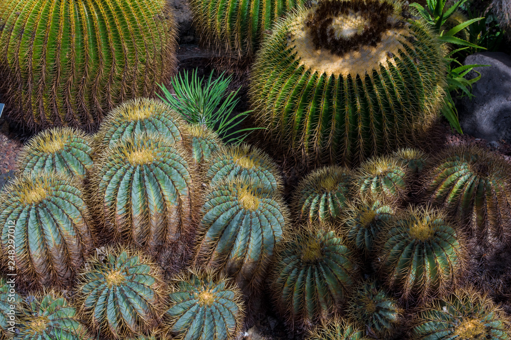Fototapeta premium Cactus plant isolated on volcanic soil. Ferocactus glaucescens