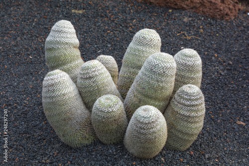 Cactus plant isolated on volcanic soil. Mammillaria haageana photo