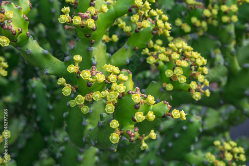 Cactus plant isolated on volcanic soil. Euphorbia mayurnathanii