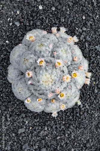 Cactus plant isolated on volcanic soil. Mammillaria bocasana,Powder Puff Cactus photo