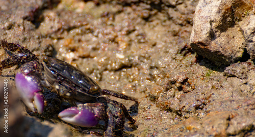 Crab feeding on a sea shore on a rock
