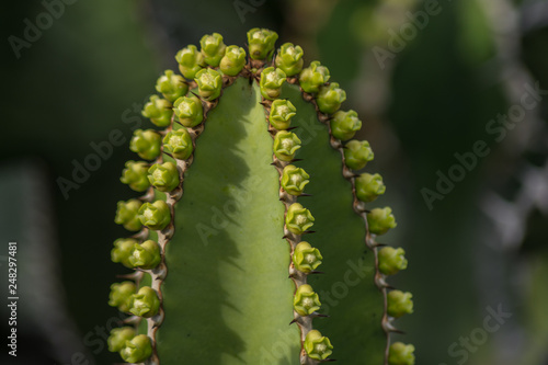 Photography Cactus plant isolated on volcanic soil. Euphorbia candelabrum