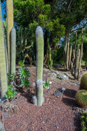 Cactus plant isolated on volcanic soil. photo