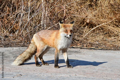 Russia,Vladivostok, red Fox came out to people in search of food in the winter in frosty day © irinabal18