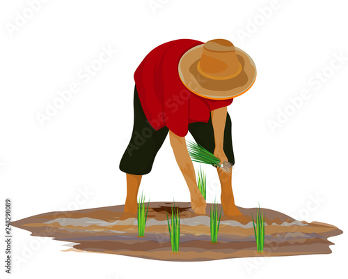 farmer transplant rice seeding vector design
