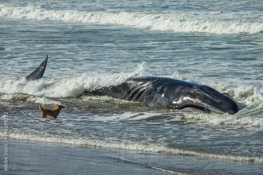 Fototapeta premium Wounded dying humpback whale grounding in the coast in Basque Country