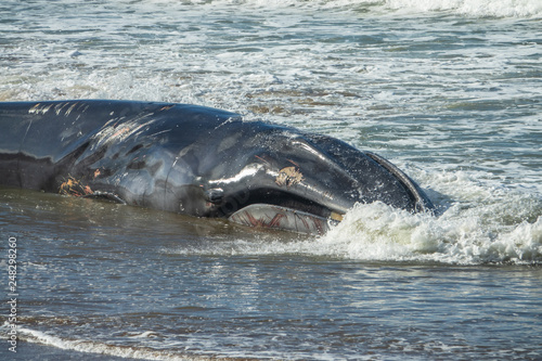 Wounded dying humpback whale grounding in the coast in Basque Country