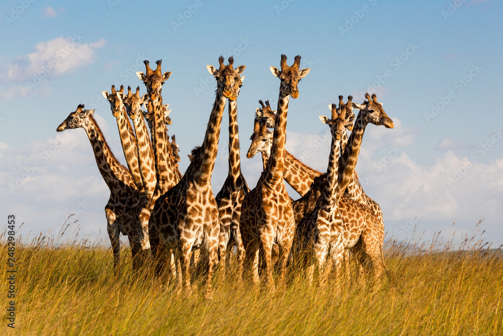 Fototapeta premium Giraffen Meeting