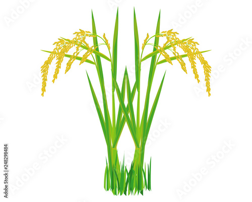 rice plant vector design
