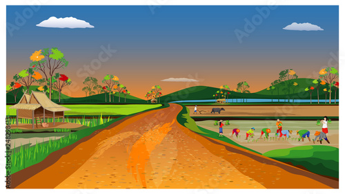 farmer transplant rice seeding in paddy field vector design