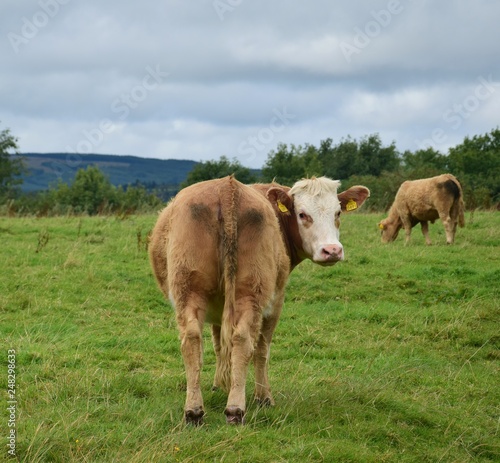 A cattle on Holy Island in Lough Derg  Ireland.