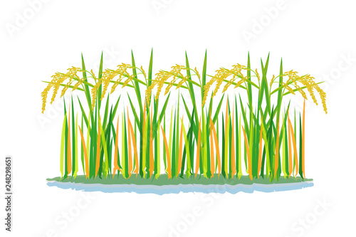 rice plant vector design