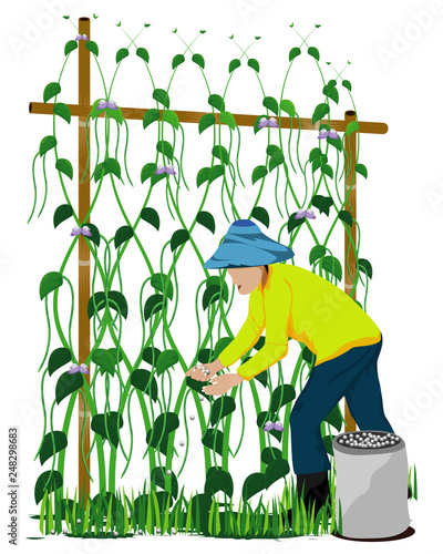 agriculturist manure lentils plant vector design