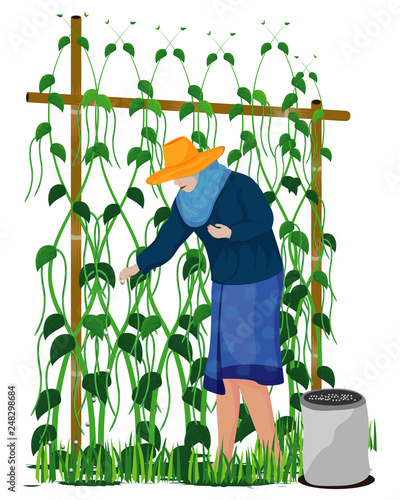 agriculturist manure lentils plant vector design