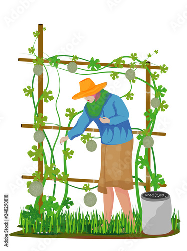 agriculturist manure melon plant vector design