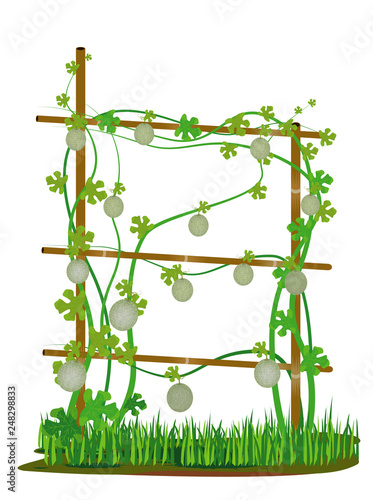 melon fruit plant vector design