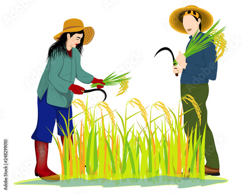 farmer harvest rice vector design