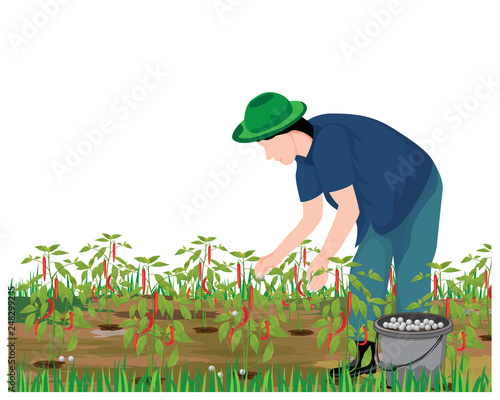 agriculturist manure chili plant in garden vector design