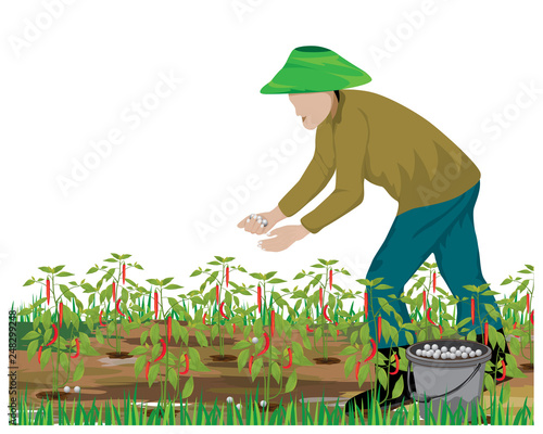 agriculturist manure chili plant in garden vector design