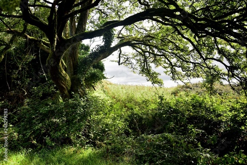 Irish fairytale landscape