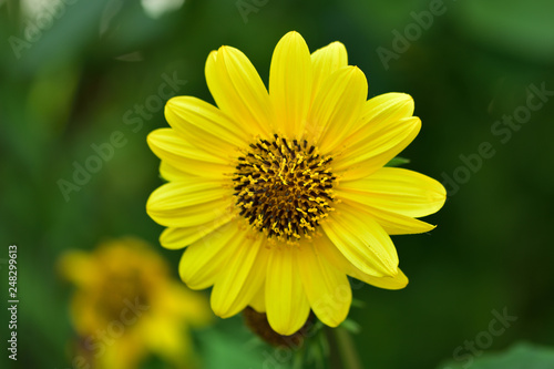 Ansicht einer Sonnenblume im Garten