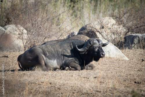 Close up image of Cape Buffalo in a nature reserve in South Africa photo