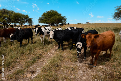 Cows fed on natural grass, La Pampa, Argentina