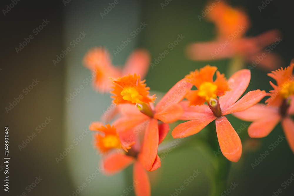 Close up image of a micro orchid in a nursery
