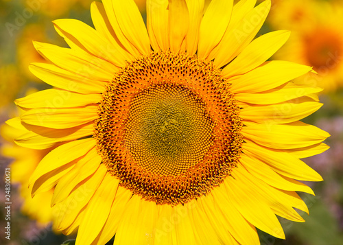 Sunflower blossom head © Trebor Eckscher