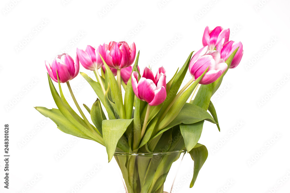 bouquet of pink tulip flower on white background