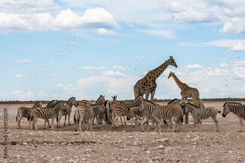 Giraffes and Zebras drinking at waterhole, Etosha Park