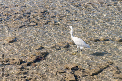 Egret in clear water. seabird finding food on beach.