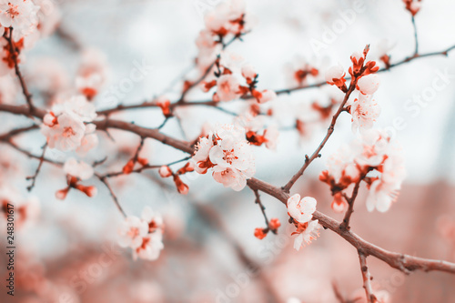 White flowers blossom on tree in spring. Floral nature spring background.