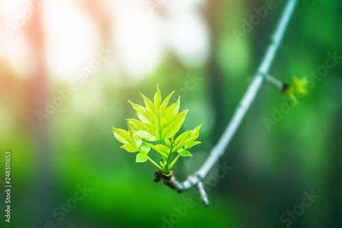 Canvas-taulu Fresh young green leaves of twig tree growing in spring