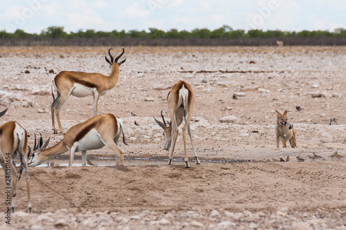 Antelopes drinking from waterhole, Etosha Park