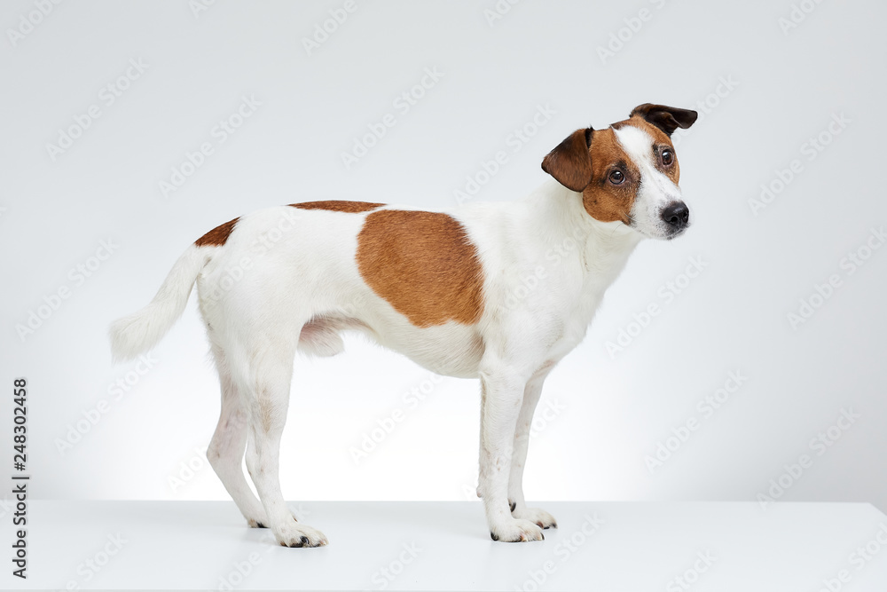 Adorable Jack Russell Terrier stands sideways on the white table with it’s head turned to the side on the white background