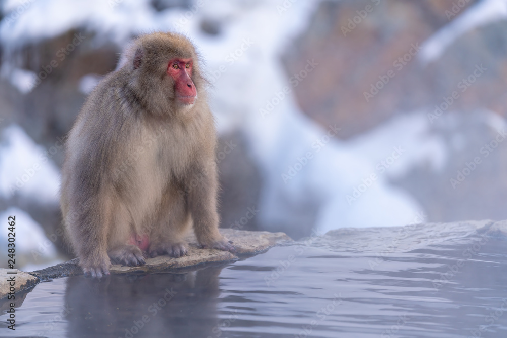 Naklejka premium 猿物語（長野県地獄谷野猿公苑）