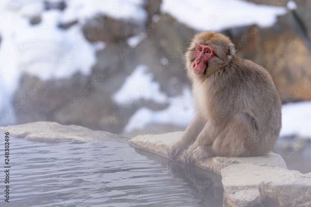 Naklejka premium 猿物語(長野県地獄谷野猿公苑)