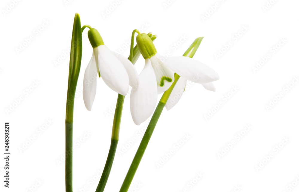 Fototapeta premium snowdrop isolated