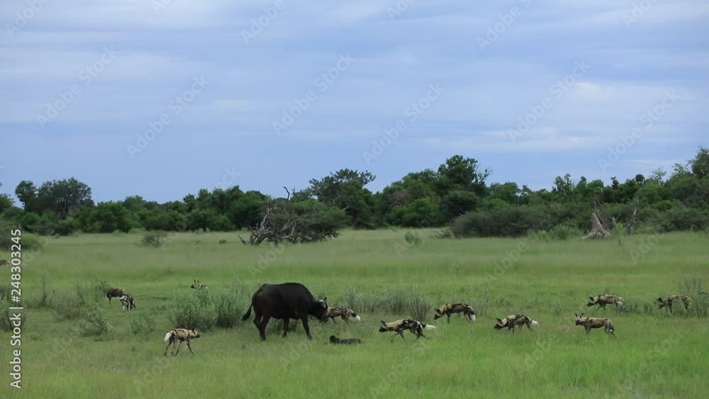 Wild Dog Hunting in Botswana, buffalo cow and calf with predator. Wildlife scene from Africa, Moremi, Okavango delta. Animal behaviour, pack pride of African wild dogs offensive attack on calf. Wild Dog Hunting in Botswana, buffalo cow and calf with predator. Wildlife scene from Africa, Moremi, Okavango delta. Animal behaviour, pack pride of African wild dogs offensive attack on calf.
