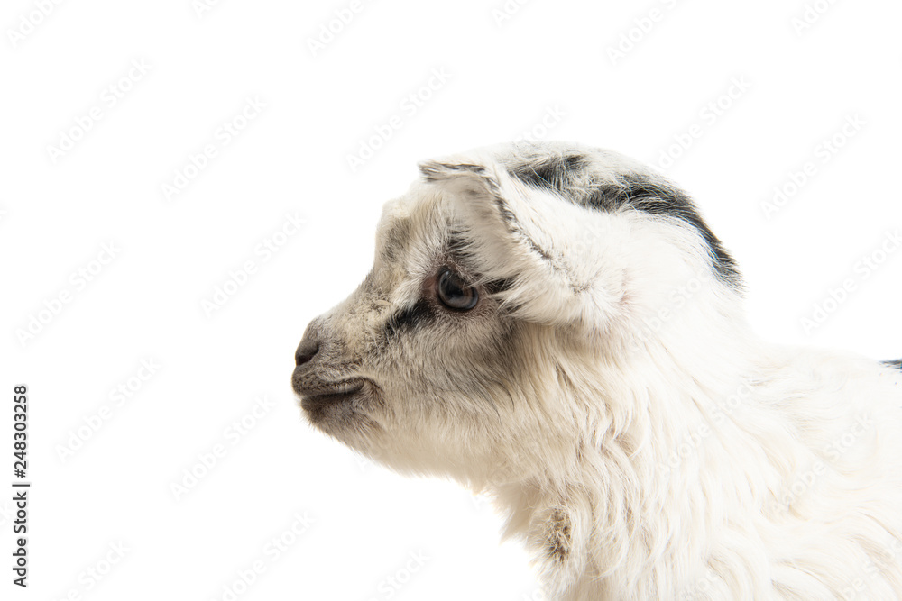Obraz premium little goat isolated