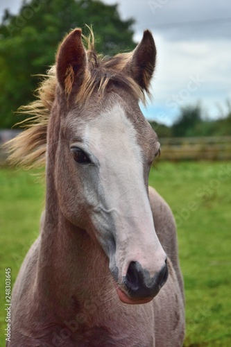 Portrait of a pretty foal in Ireland. © Susanne Fritzsche