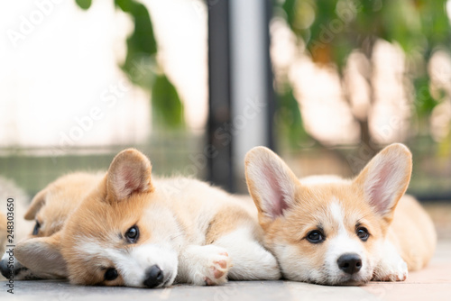 Closeup of lovely, cute corgi dog puppies lying, relaxing and sleeping in summer sunny day photo
