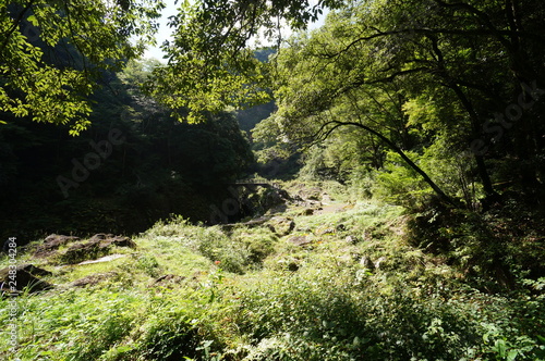 view of the forest