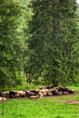 Big flock of sheep grazing in Tatra Mountains  Poland